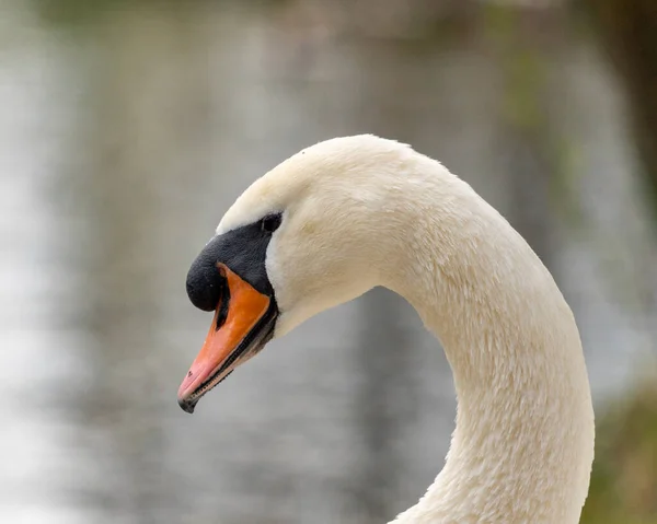 公園で午前中に白鳥のクローズアップ — ストック写真