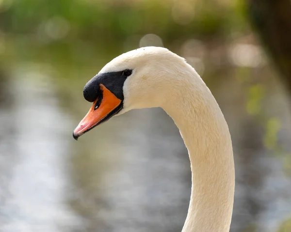 Primer Plano Cisne Por Mañana Parque — Foto de Stock