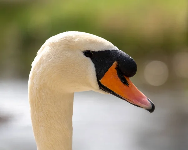Primer Plano Cisne Por Mañana Parque — Foto de Stock