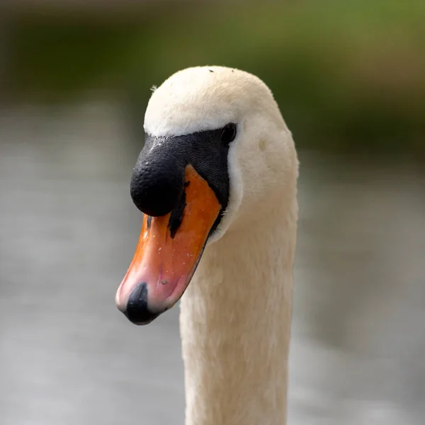 Großaufnahme Eines Schwans Morgen Einem Park — Stockfoto