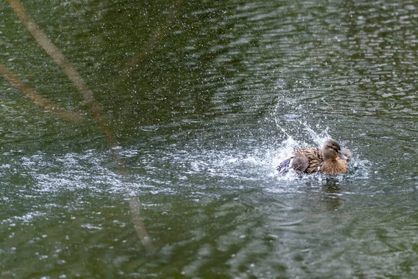 Canard Déchire Dans Eau Elle Bat Des Ailes Éclabousse Eau — Photo