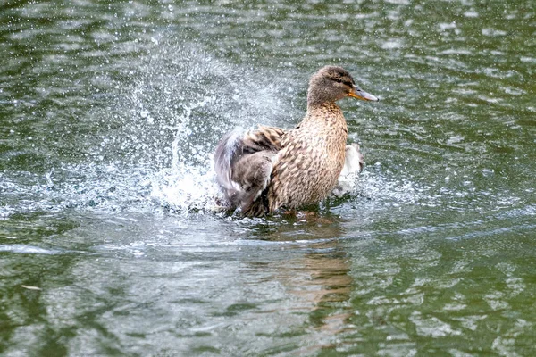 Duck Romps Water She Flaps Her Wings Splashes Water — Stock Photo, Image