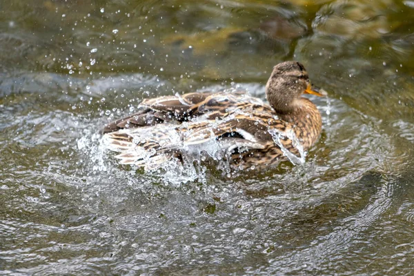 Duck Romps Water She Flaps Her Wings Splashes Water — Stock Photo, Image