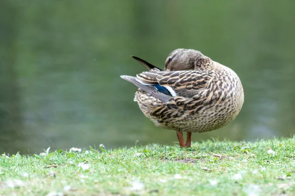 Eine Ente Tobt Auf Der Wiese Sie Flattert Mit Den — Stockfoto