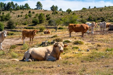 Sığırlar, inekler diğer ineklerle birlikte İspanya 'da güneşte dinleniyor..