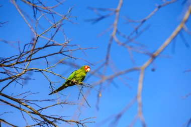 Kırmızı maskeli papağan (Psittacara erythrogenys). Vahşi yaşam bir şehirde yaşıyor. Seçici odak. 