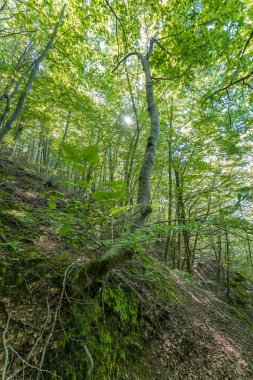 Çok yeşil kayın ağacı ormanı (Fagus Sylvatica). Parc Natural del Montseny, Katalonya, İspanya.