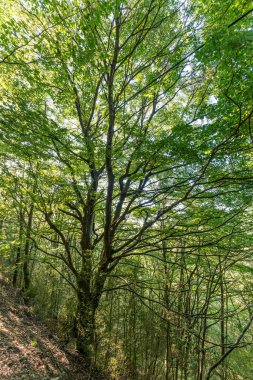 Çok yeşil kayın ağacı ormanı (Fagus Sylvatica). Parc Natural del Montseny, Katalonya, İspanya.
