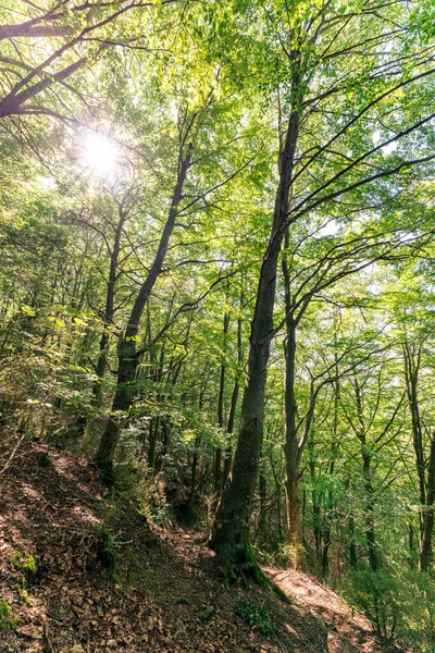 너도밤나무 Fagus Sylvatica 스페인 카탈루냐의 Parc Natural Del Montseny — 스톡 사진