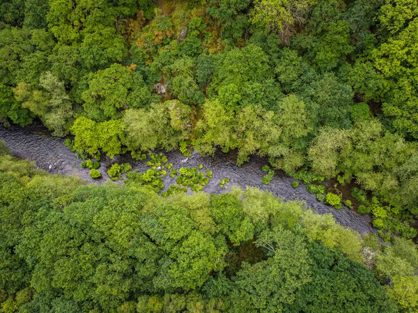 A wild river crosses a lush jungle. High Angle view. Green monochromatic landscape.