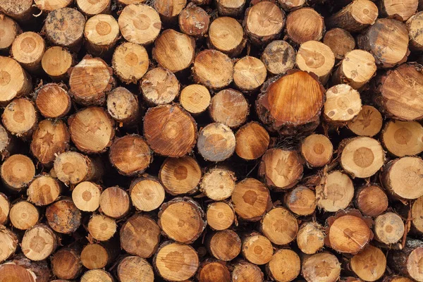 写真のフレーム全体を覆う木材の伐採と積層 — ストック写真