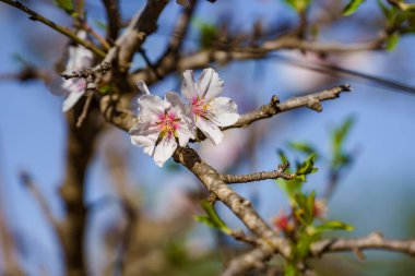 Minik çiçekler. Çiçek. Badem ağacı. İspanya. 