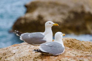 Sarı bacaklı martı bir kayanın üzerinde dinleniyor. Arka plan bulanık. Penon de Ifach, Valencia, İspanya