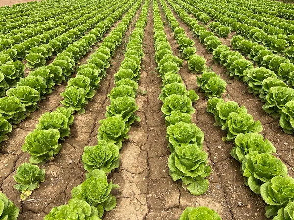 Campo Verduras Verdes Alineadas Filas Con Punto Fuga — Foto de Stock