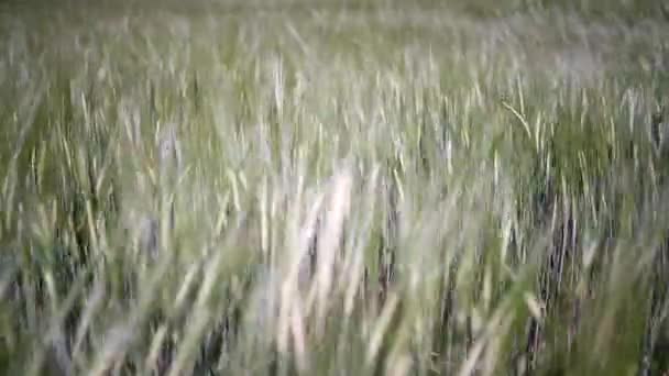 Крупный План Зеленого Зернового Поля Мягком Движении Ветром Мелкая Глубина — стоковое видео
