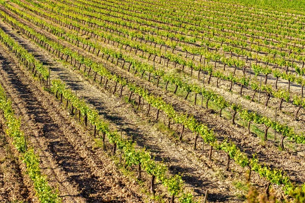 Close Campo Vinhas Verdes Fileiras — Fotografia de Stock