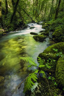 Saf ormanda el değmemiş bir dere. Galiçya, İspanya 'daki As Fragas do Eume Doğal Parkı' ndaki Sesin Nehri. Uzun pozlu çekim.