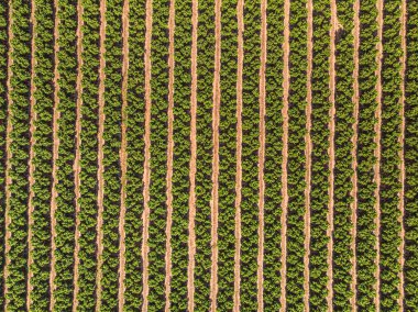 Tarım arazisi. Tarlada ekilmiş meyve ağaçları sıralanmış