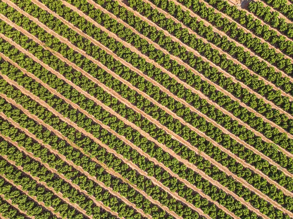 Paisaje Agrícola Campo Cultivado Con Árboles Frutales Hileras —  Fotos de Stock