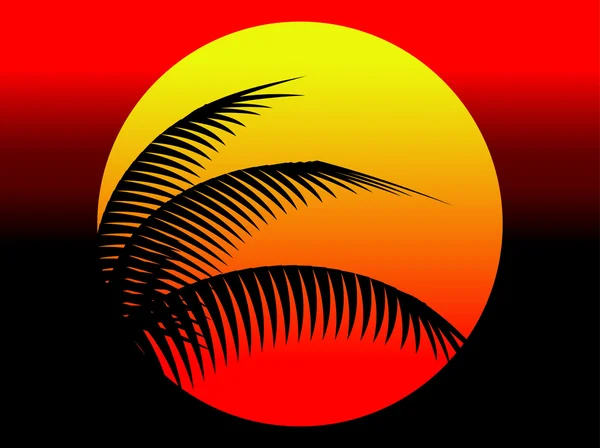 Yaz günbatımı ve Hindistan cevizi ağacı