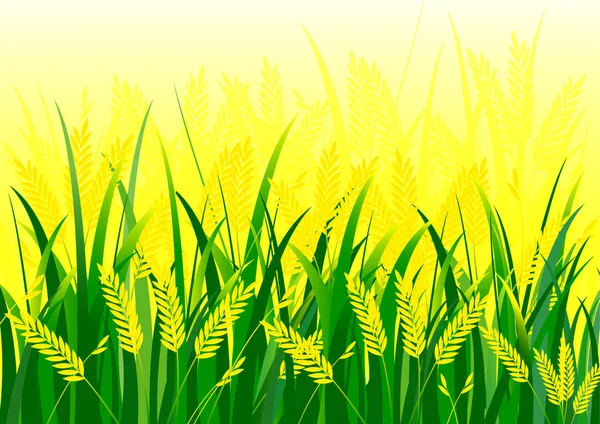 Рисовое поле — стоковый вектор