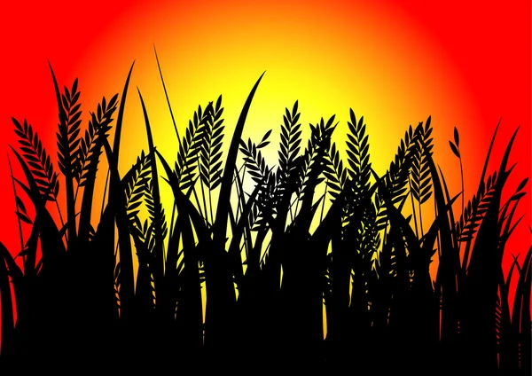 Siyah pirinç ve günbatımı