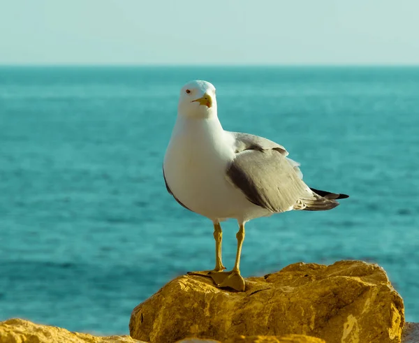 Standing Seagull Close Front Side View Seagull Standing Seaside Rock — Stock Photo, Image