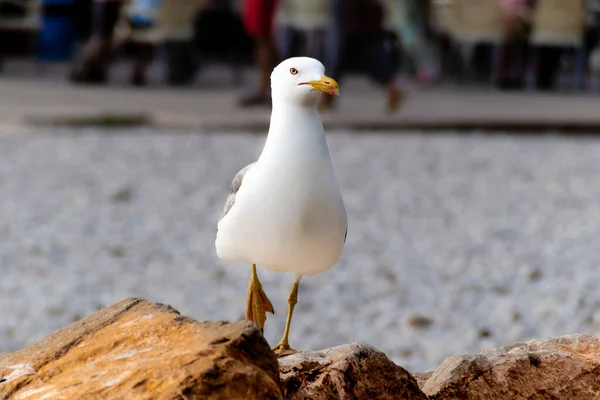 Seagull Walking Top Rock Beach — Stock Photo, Image