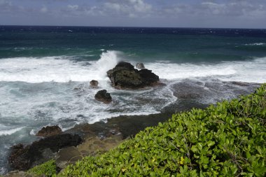 Ile aux kumsalda cerfs