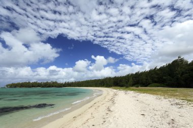 Ile aux kumsalda cerfs