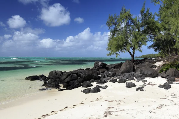 Ile aux kumsalda cerfs — Stok fotoğraf