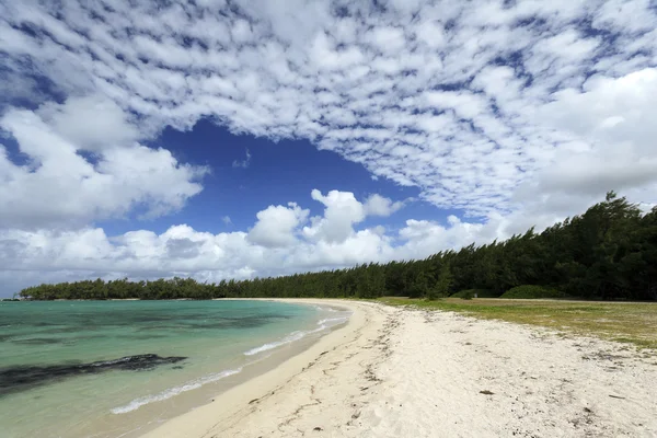 Ile aux kumsalda cerfs — Stok fotoğraf