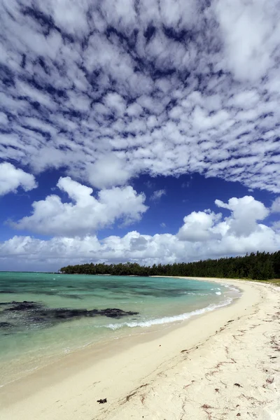 Ile aux kumsalda cerfs — Stok fotoğraf