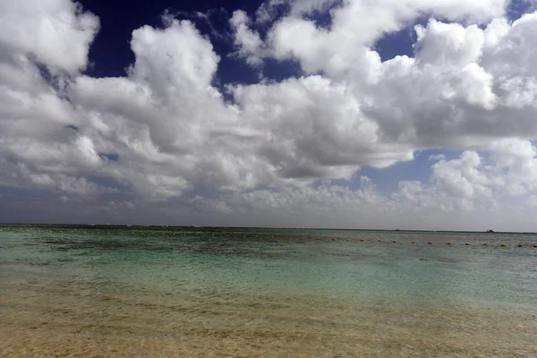 Ile aux kumsalda cerfs — Stok fotoğraf