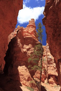 Güzel kaya oluşumları at Bryce Canyon