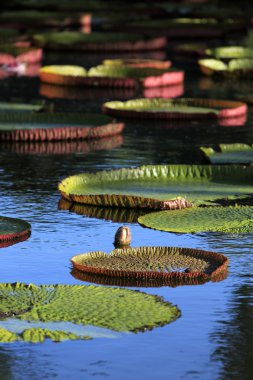Pamplemousses Bahçe, Mauritius