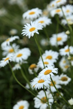 vahşi çayır papatya çiçeği