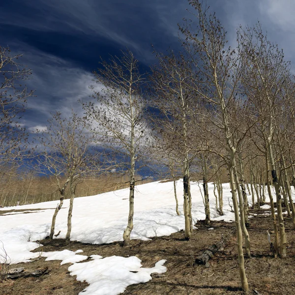 Árvores em tempo de inverno — Fotografia de Stock