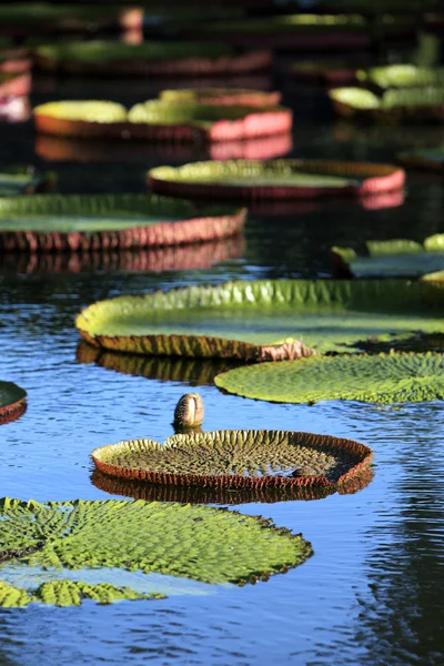 Pamplemousses ogród, Mauritius — Zdjęcie stockowe