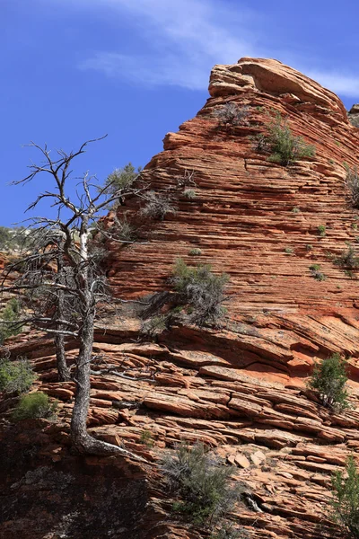 Wunderschöne Felsformationen am Bryce Canyon — Stockfoto