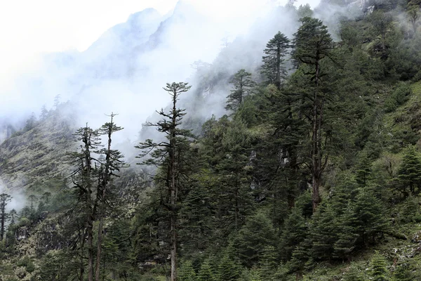 Wolken en mist dekking op bergen — Stockfoto