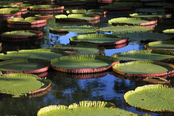 Jardín de Pamplemousses, Mauricio — Foto de Stock