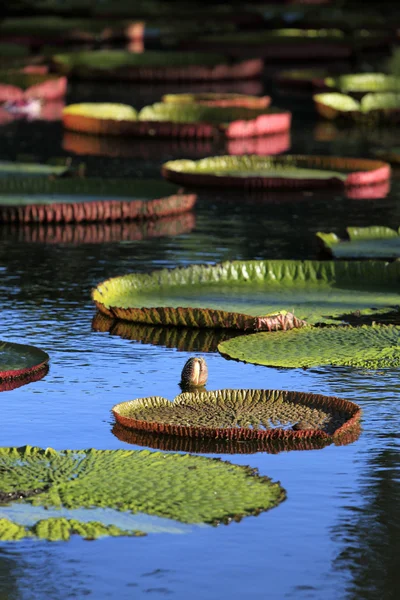 Jardín de Pamplemousses, Mauricio — Foto de Stock