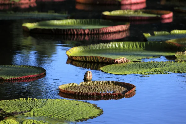 Jardín de Pamplemousses, Mauricio — Foto de Stock