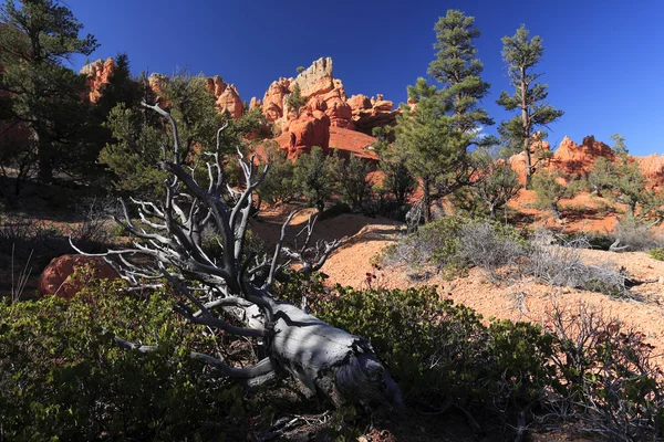 Wunderschöne Felsformationen am Bryce Canyon — Stockfoto