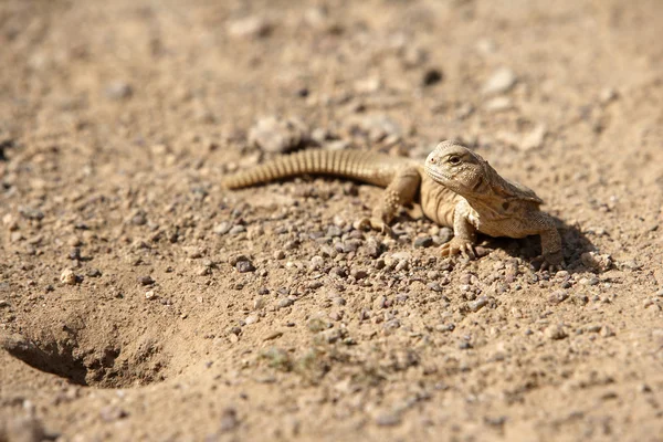 Brun ödla på sand Stockbild