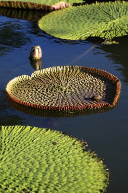 Pamplemousses Bahçe, Mauritius