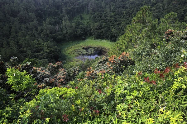 Damm i fjällskog — Stockfoto