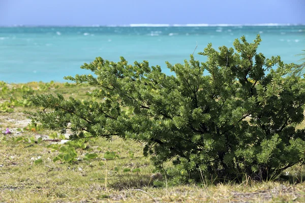 Ile Aux Cerf, Maurícia — Fotografia de Stock