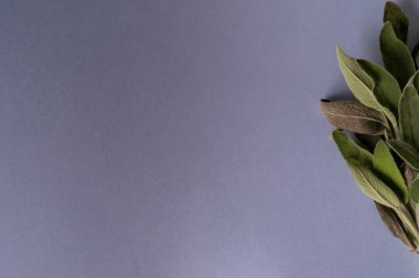 Soluk bir arkaplanda bilge 